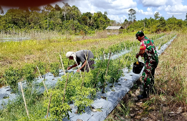 Meningkatkan swasembada pangan, Babinsa dampingi petani cabai merawat tanaman