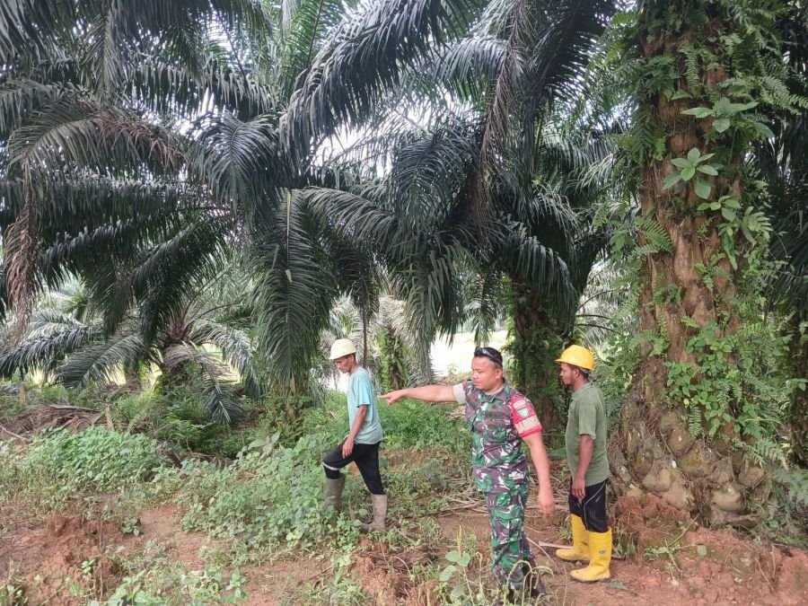 Meski Diguyur Hujan, Babinsa Koramil 06/Cerenti Tetap Laksanakan Patroli Karhutla Desa Lebuh Lurus