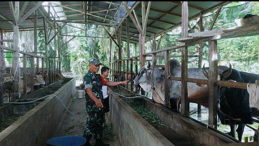 Monitoring Rutin Ternak Sapi, Babinsa Koramil 16/Tapung Perkuat Pencegahan PMK di Wilayah Binaan