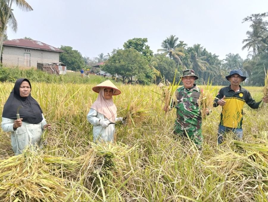 Panen Padi Muaro Sentajo Capai 73,1 Ton, Babinsa Kawal Ketahanan Pangan