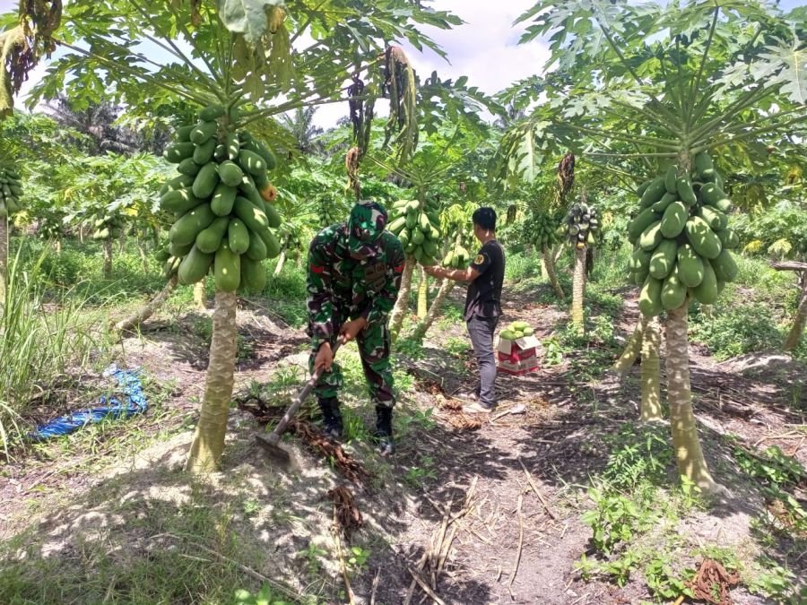 Panen Pepaya Bersama Warga, Babinsa Perkuat Pendampingan Pertanian
