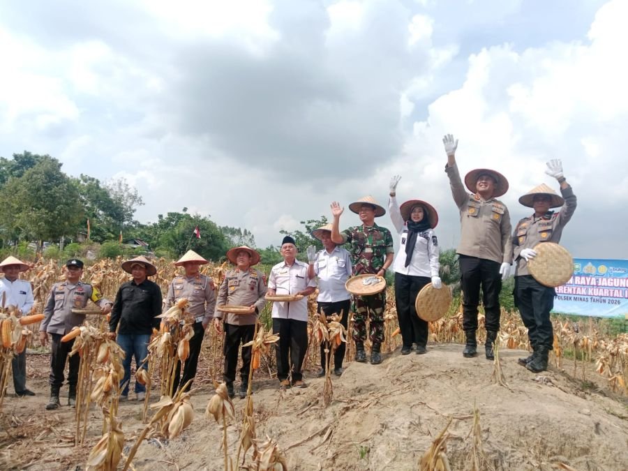 Panen Raya Jagung Minas Perkuat Ketahanan Pangan Siak
