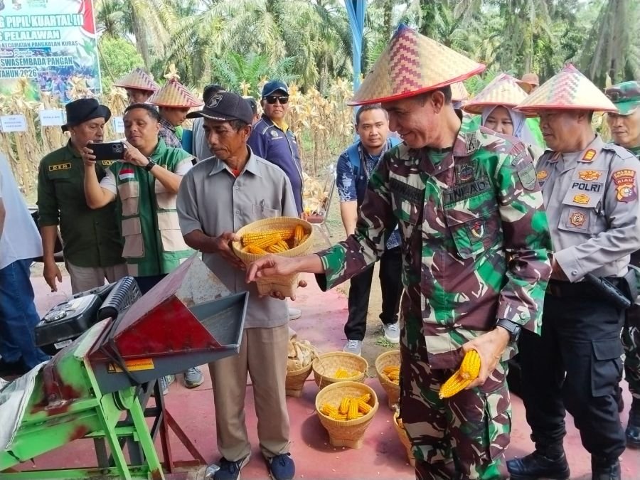 Panen Raya Jagung Pangkalan Kuras Perkuat Swasembada Pangan Pelalawan
