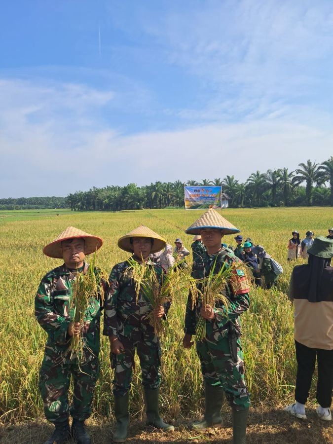 Panen Raya TNI Bersama Masyarakat, Wujud Nyata Dukungan Ketahanan Pangan Nasional di Rokan Hulu