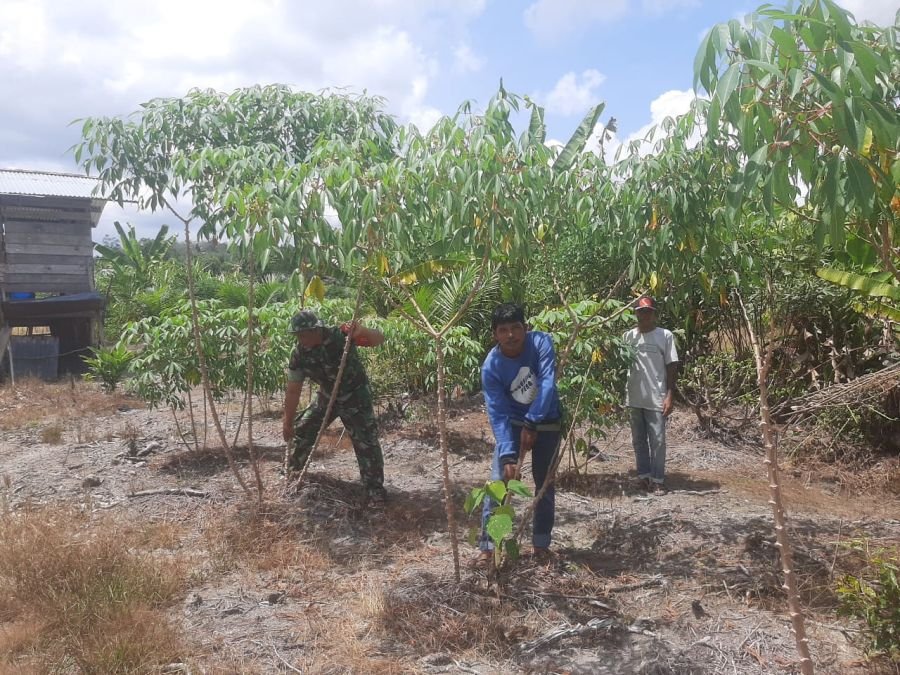 Panen Ubi Bersama Warga, Serka Siwaidi Perkuat Komsos di Kebun Lado