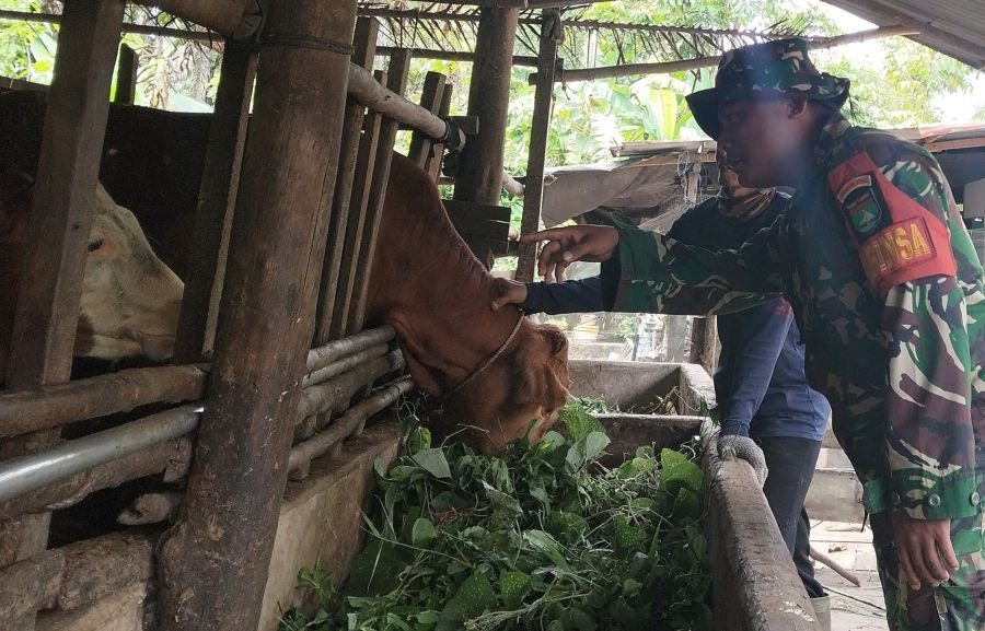 Pantau Kondisi Ternak di Wilayah Binaan, Babinsa Koramil 16/Tapung Kunjungi Kandang Sapi Warga