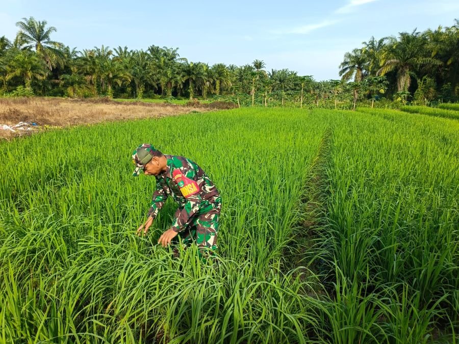 Pantau Pertumbuhan Padi, Sertu Awaluddin Lakukan Pemantauan di Lahan Demplot Ecopark