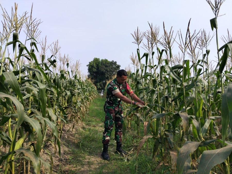 Pantau Pertumbuhan Tanaman, Serda Zulkarnain Kunjungi Kawasan Ecopark Demplot Bathin Solapan