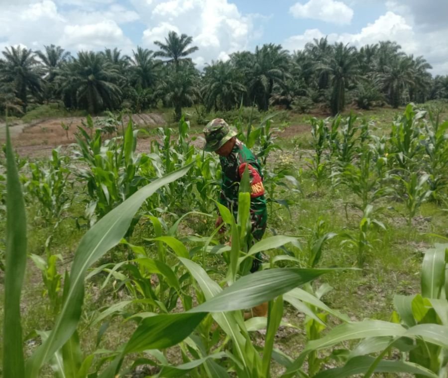 Pantau Pertumbuhan Tanaman, Serka Handoko Cek Lahan Jagung di Ecopark Simpang Bangko