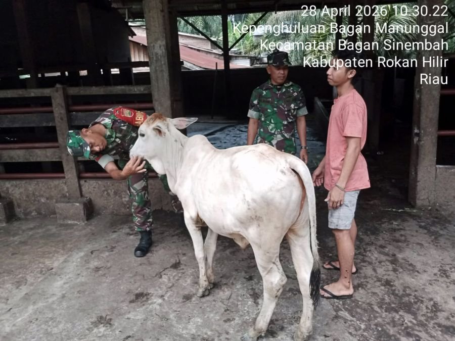 Pantau ternak warga Babinsa Koramil 03/Bgs datangi kandang