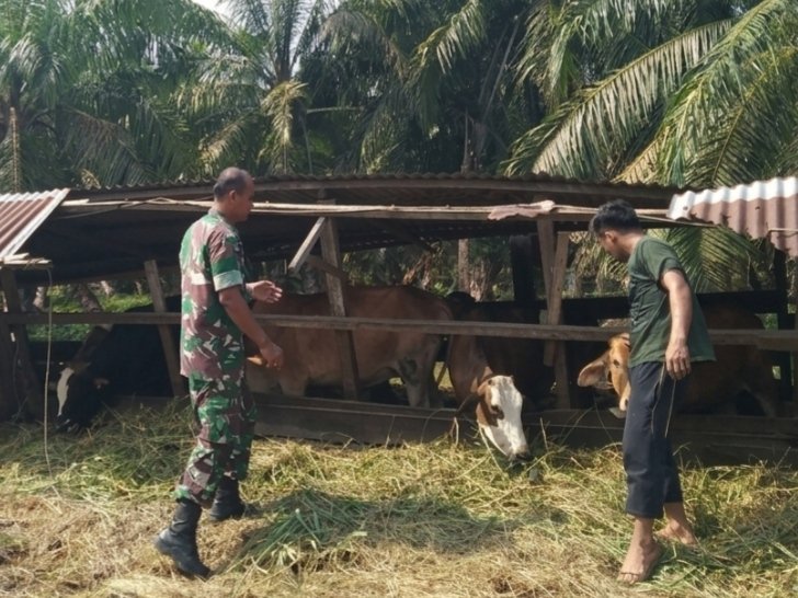 Pastikan Bebas PMK, Koramil 0321-01/Bangko Intensifkan Pemeriksaan Hewan Ternak