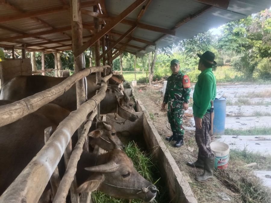 Pastikan Hewan Kurban Sehat, Babinsa Koramil 01/Bangkinang Cek Ternak Warga di Muara Uwai