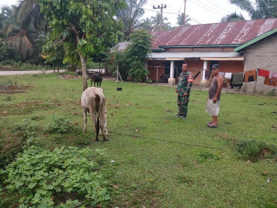Pastikan Hewan Kurban Sehat dan Terhindar dari Penyakit PMK Koptu Irwan lakukan pengecekan