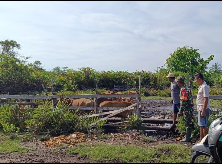 Pastikan Ternak Sehat, Babinsa Koramil 06/Merbau Lakukan Pengecekan Sapi Milik Warga