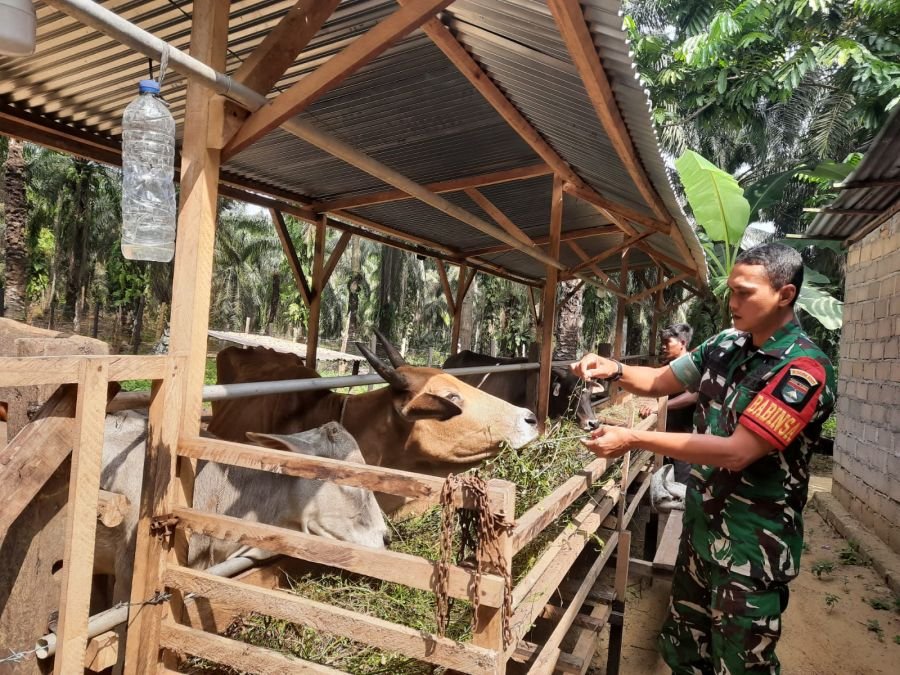 Pastikan Ternak Sehat, Babinsa Koramil 03/Bgs Gencarkan Pengecekan PMK di Kepenghuluan Gelora
