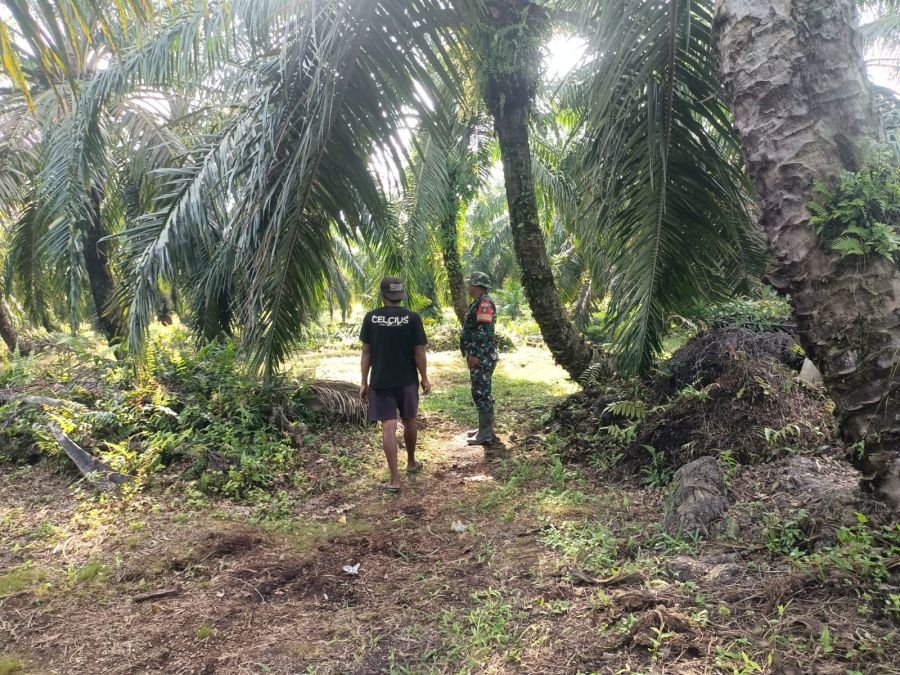 Patroli Karhutla di Perincit, Babinsa Koramil 02/Sungai Apit Tak Temukan Titik Api