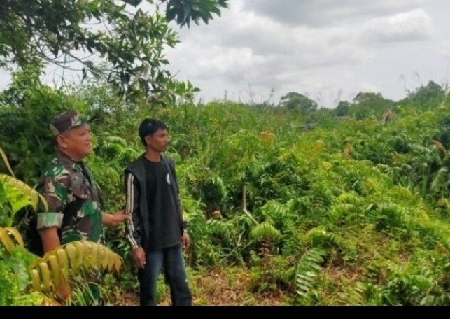 Patroli Tapal Batas, Babinsa Koramil 11/PBR Pastikan Wilayah Sri Danai Jaya Aman dari Karhutla