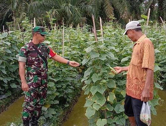 Pelaksanaan kegiatan pendampingan Demplot Ketahanan Pangan di wilayah Koramil 0321-05/RM