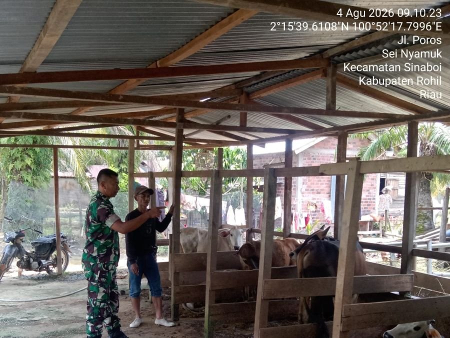 Pencegahan PMK, Babinsa Koramil 01/Bangko Cek Kesehatan Sapi Milik Warga di Sinaboi