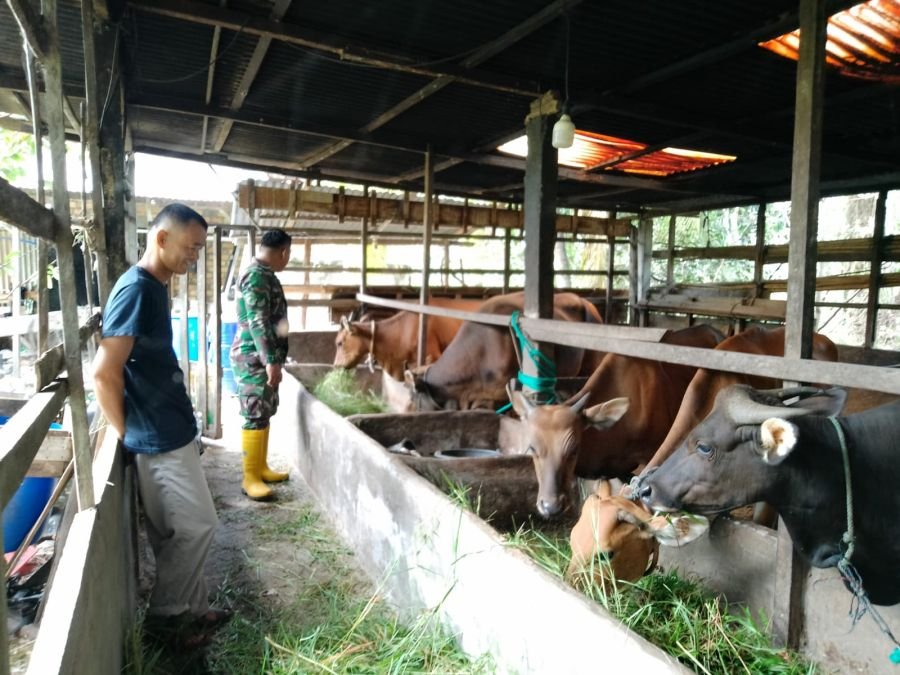 Babinsa Sungai Apit Kawal Penyemprotan Disinfektan Cegah PMK di Siak