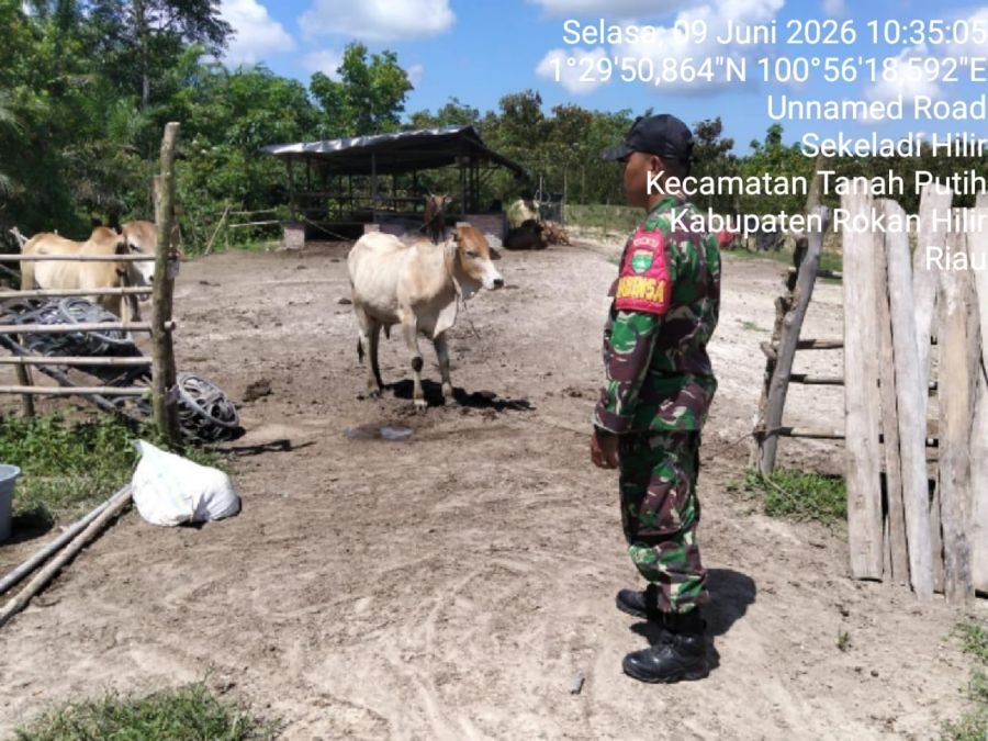 Pengecekan Ternak Kambing Dari Penyakit Mulut dan Kuku (PMK)