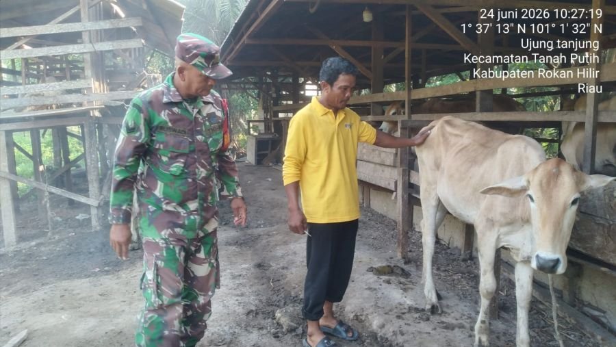 Pengecekan ternak Sapi dari penyakit PMK di wilayah Koramil 0321-02/TP