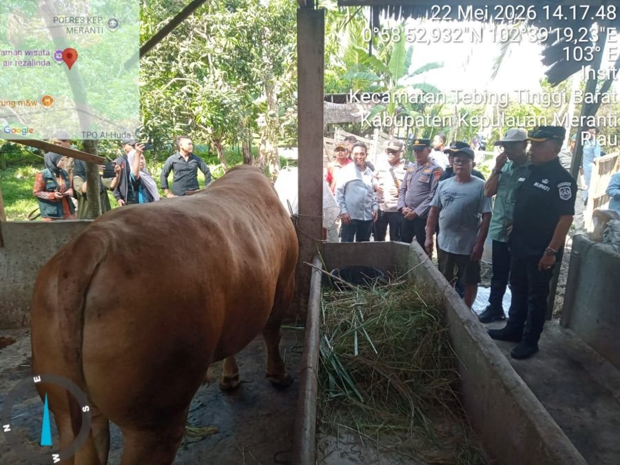 Peninjauan Bantuan Sapi Kurban Presiden RI di Kepulauan Meranti Berjalan lancar
