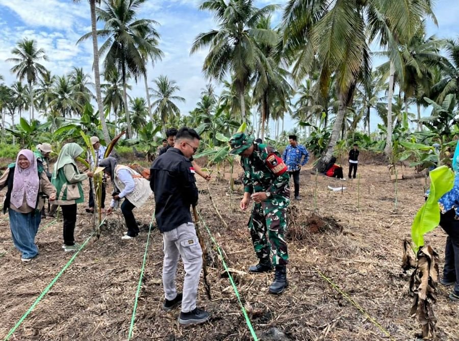 Perkuat Ketahanan Pangan, Babinsa 01/Tembilahan dan Forkopimcam Tanam Jagung Bersama