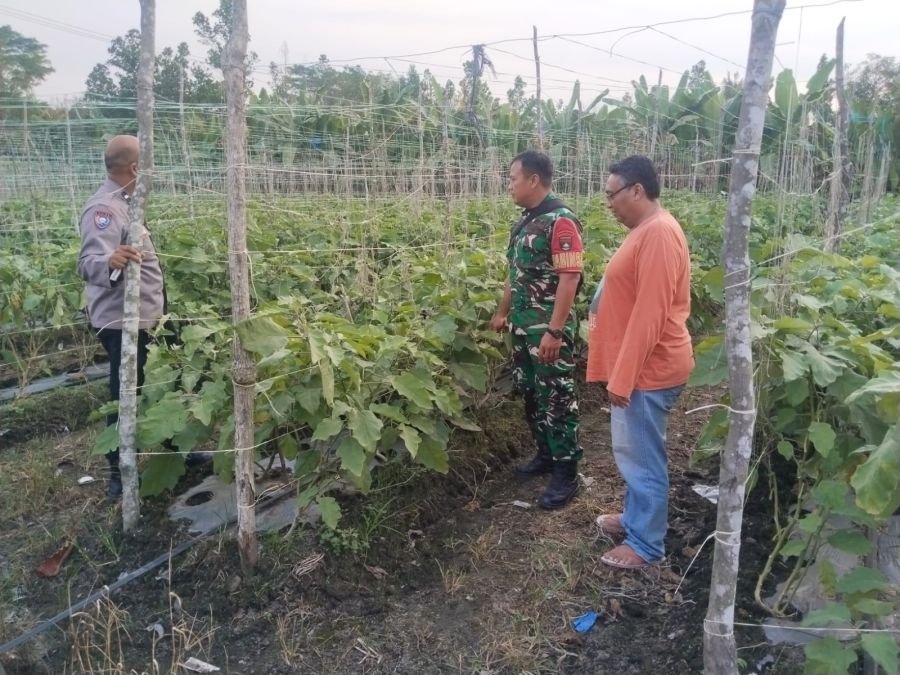 Perkuat Ketahanan Pangan, Babinsa Koramil 06/Sukajadi Turun Langsung ke Lahan Petani