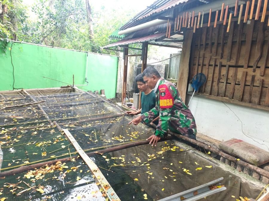 Perkuat Ketahanan Pangan Keluarga, Babinsa Cinta Raja Dampingi Warga Budidaya Ikan Gurami