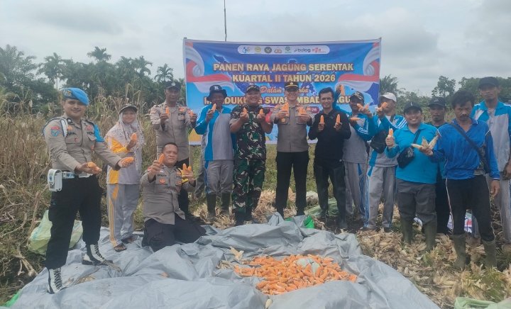 Perkuat Ketahanan Pangan, Koramil 11/Pulau Burung bersama Forkopimcam dan Warga Panen Jagung