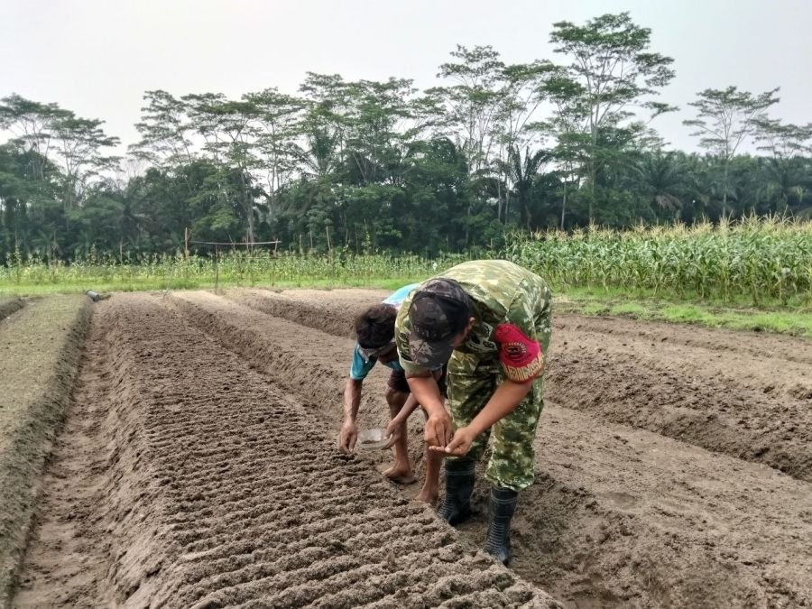 Perkuat Semangat Wujudkan Ketahanan Pangan, Babinsa Koramil 16/TPG Bantu Petani Tanam Bibit Jagung