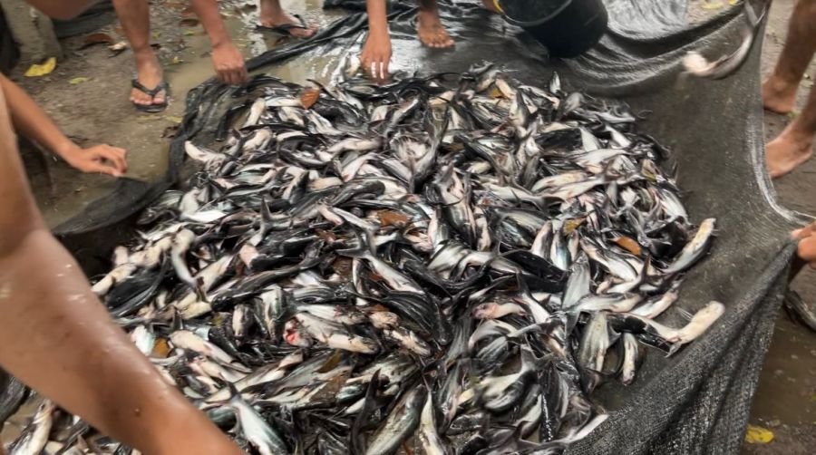 PERSONEL BRIGIF TP 89/GG PANEN IKAN PATIN DI KANDANG KOMPI MARKAS