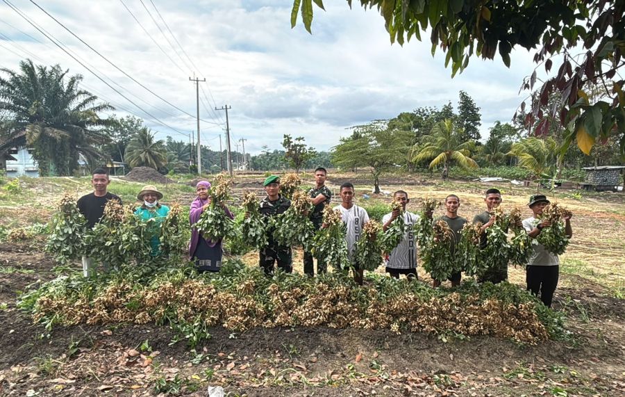 Personel Kompi Senapan B Yonif TP 850/SC Panen Raya kacang Tanah Di Mako