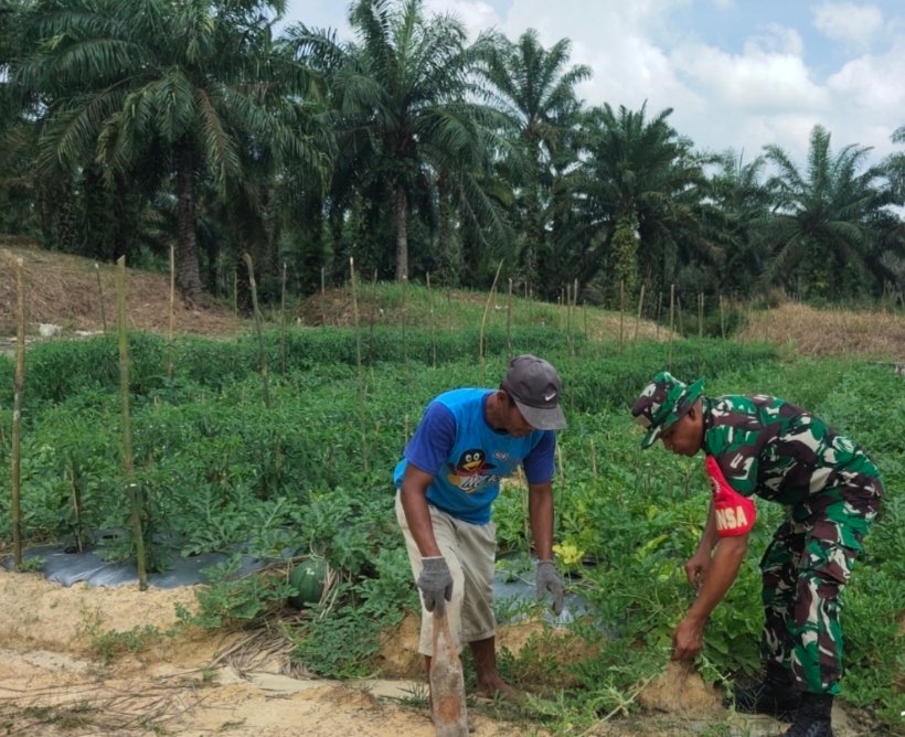 PERSONIL KORAMIL 11/TAMBUSAI BERIKAN MOTIVASI DAN BANTU PETANI SAYUR DI DESA.