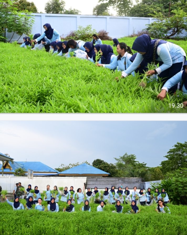 Pia Ardhya Garini Lanud Roesmin Nurjadin Panen Sayur: Wujudkan Kemandirian Pangan