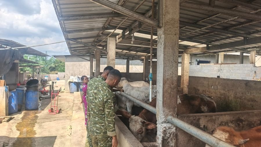 Prajurit Yonif TP 850/SC Dalami Teknik Beternak Sapi Bersama Warga Semelinang Darat