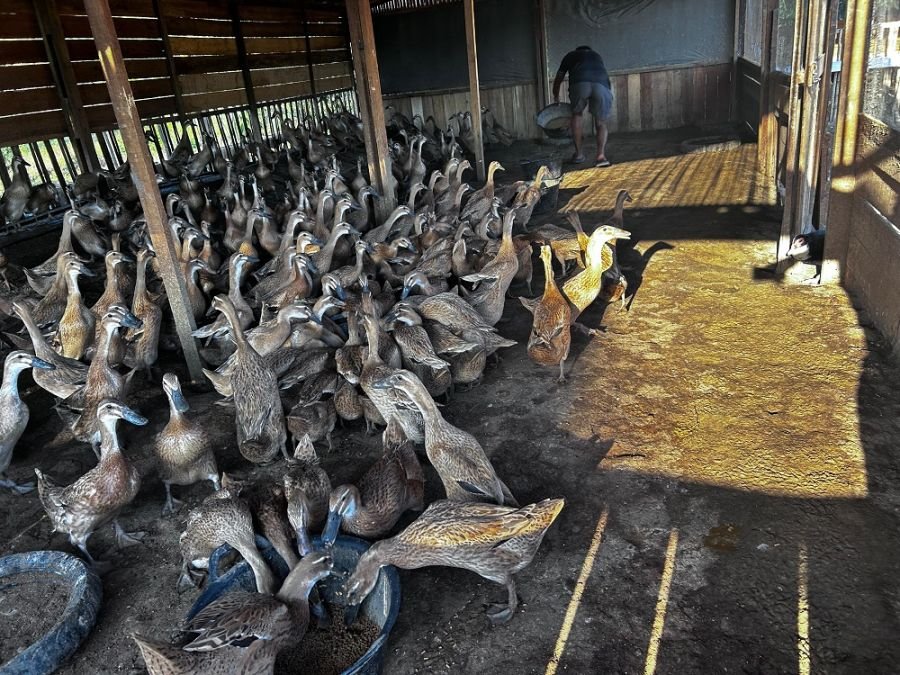 Prajurit Yonif TP 898 Kembangkan Peternakan Bebek Produktif
