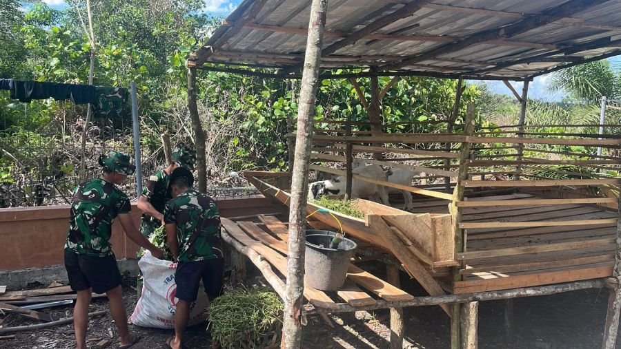 Prajurit Yonif TP 952/IB Beri Makan Kambing di Kompi Peternakan