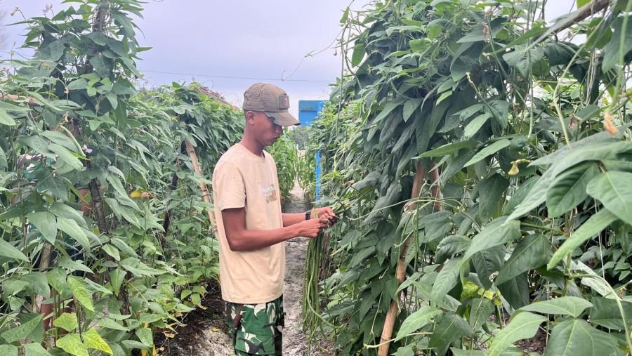 Prajurit Yonif Tp 952/IB Panen Kacang Panjang untuk Ketahanan Pangan