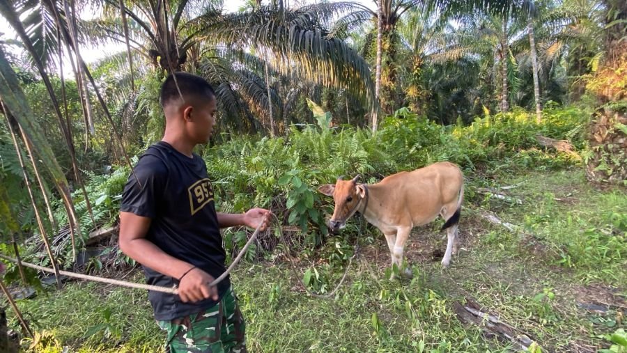 Prajurit Yonif TP 953/HR Kembangkan Peternakan Sapi Demi Ketahanan Pangan