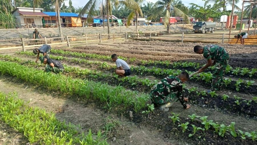 Prajurit Yonif TP 953/HR Panen Kangkung dan Bayam Hasil Ketahanan Pangan