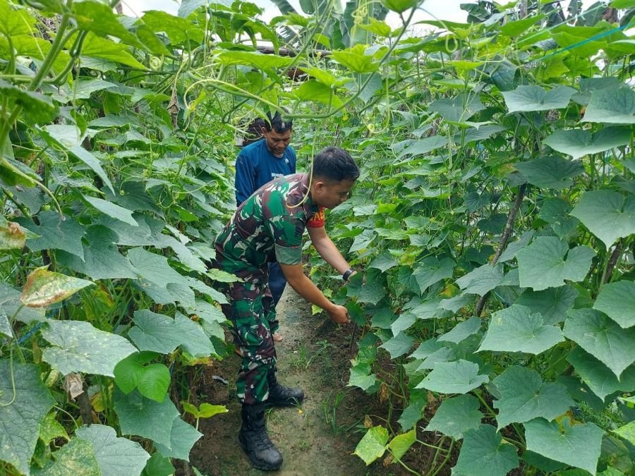Praka Achmad Kamal Turun Langsung Dampingi Petani Timun di Desa Binaan 