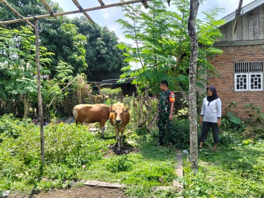 PRATU ANTONI LAKUKAN PENGECEKAN HEWAN TERNAK SAPI MILIK WARGA DI DESA PULAU SIPAN