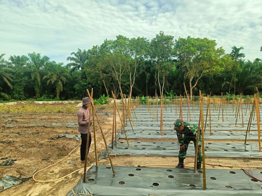 Rakyat Bersinergi, Babinsa Koramil 05/RM Hijaukan Bangko Lestari dengan Tanaman Kacang Panjang