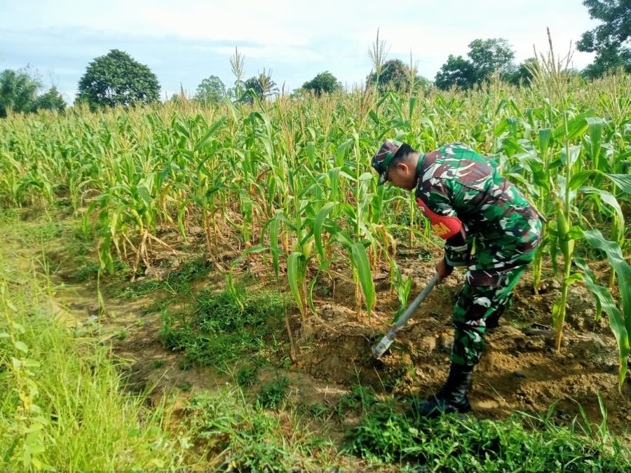 Rawat Tanaman di Ecopark, Serda Zulkarnain Tegaskan Komitmen TNI Perkuat Ketahanan Pangan.