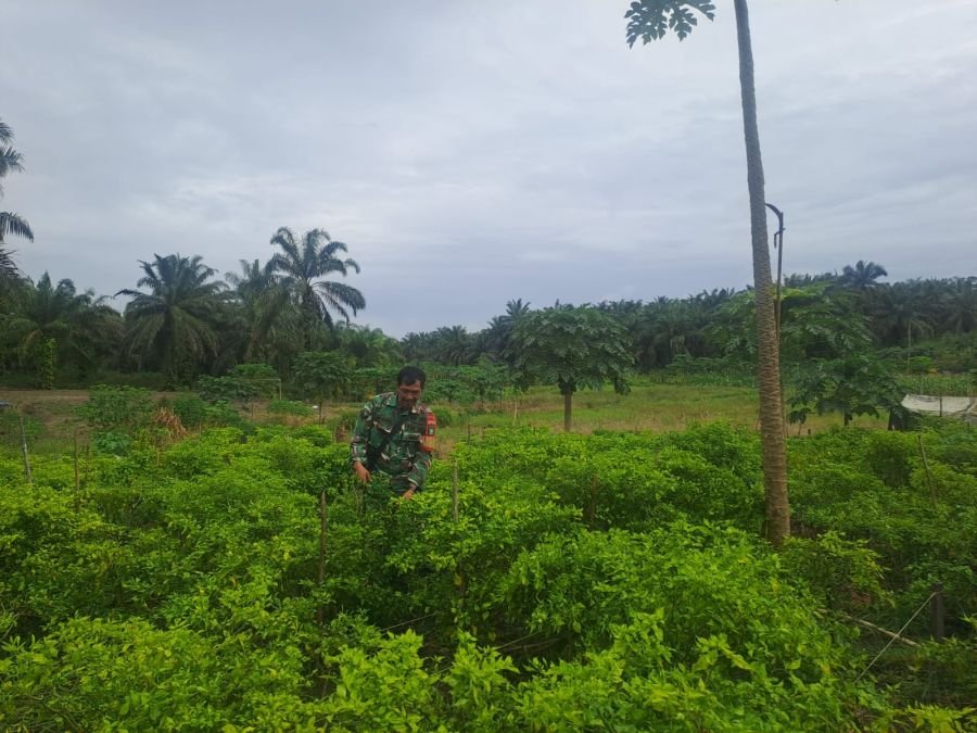 Rawat Tanaman di Ecopark, Sertu Joni R Buktikan Konsistensi TNI Perkuat Ketahanan Pangan