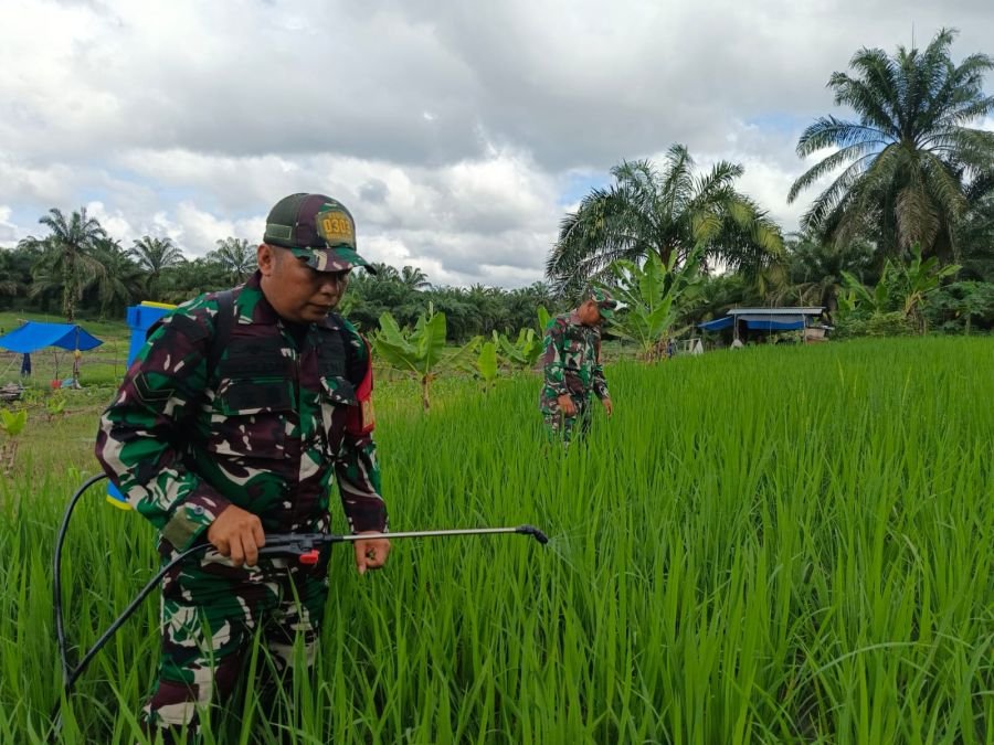 RAWAT TANAMAN PADI DI ECOPARK, BABINSA KORAMIL 03/MANDAU JAGA KESINAMBUNGAN PRODUKSI PERTANIAN