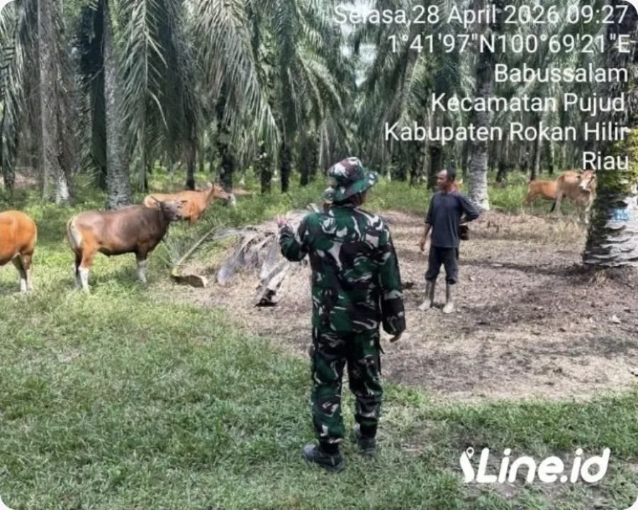 Antisipasi PMK, Babinsa Rohil Turun Langsung Cek Lembu Warga
