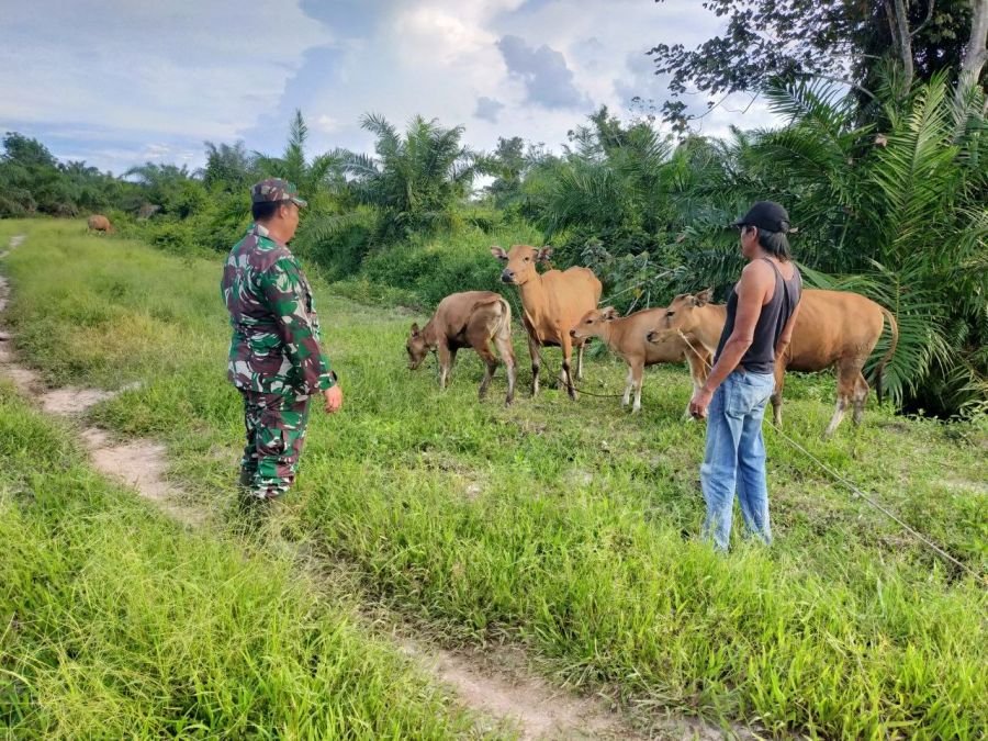 Sambangi Peternak, Babinsa Ingatkan Kesehatan dan Keamanan Sapi